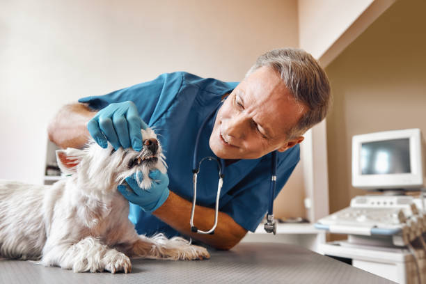 Best Emergency X-Rays and Diagnostics in Deer Park, TX